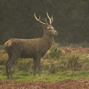 Red Deer (Cervus elaphus) stag, standing in rainstorm, during rutting season, Bradgate Park, Leicestershire, England, november