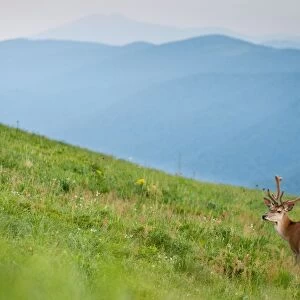 Red Deer (Cervus elaphus) stag, in velvet, standing in montane meadow habitat, Bieszczady N. P