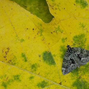 Red-green Carpet Moth (Chloroclysta siterata) adult, resting on autumn leaf, Sheffield, South Yorkshire, England