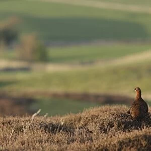 Red Grouse (Lagopus lagopus scoticus) adult male, standing in heather on moorland habitat above valley, Swaledale