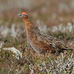 Red Grouse (Lagopus lagopus scoticus) adult male, calling, standing amongst heather on moorland, Yorkshire, England