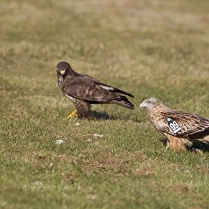 Red Kite (Milvus milvus) juvenile, with wing tags, with Common Buzzard (Buteo buteo) on ground at feeding station
