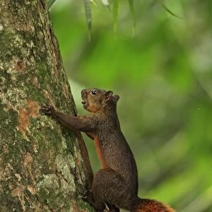 Red-tailed Squirrel (Sciurus granatensis) adult, with nut in mouth, climbing tree trunk, Canopy Tower, Panama, November