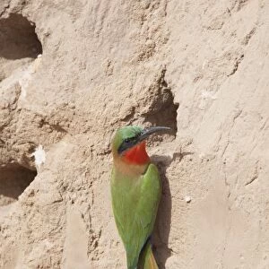 Red-throated Bee-eater (Merops bullocki) adult, at nesthole entrance, Gambia, February