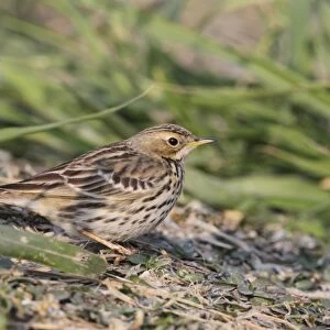 Red-throated Pipit (Anthus cervinus) adult, non-breeding plumage, standing amongst weeds, Hong Kong, China, january