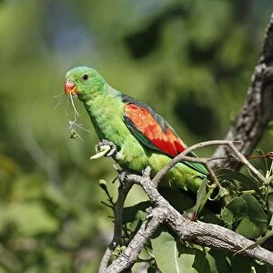 Red-winged Parrot (Aprosmictus erythropterus) adult male, feeding on eucalyptus tree flowers, Northern Territory