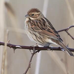 Reed Bunting (Emberiza schoeniclus) adult female, winter plumage, perched on rose stem in reedbed, Midlands, England, january