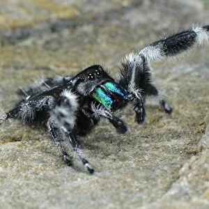 Regal Jumping Spider (Phidippus regius) adult male, signalling to female willingness to mate, U. S. A