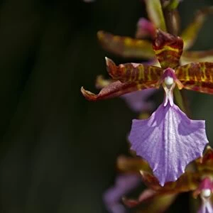 Rhynchostele bictoniensis orchid from Guatemala