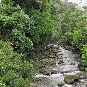 River flowing through tropical forest, Canopy Lodge, El Valle, Panama, October