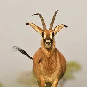 Roan Antelope (Hippotragus equinus) adult, standing on grassy plain, Kafue N. P. Zambia, September