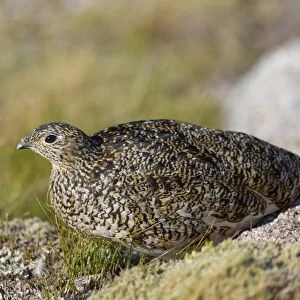 Rock Ptarmigan (Lagopus muta) adult female, summer plumage, standing on moorland, Cairngorms N. P