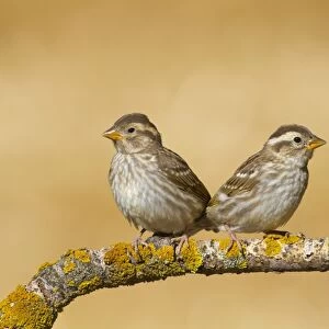 Rock Sparrow (Petronia petronia) two juveniles, perched on twig, Northern Spain, july
