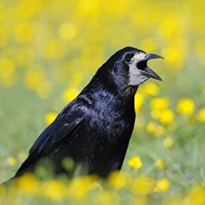 Rook (Corvus frugilegus) adult, calling, standing amongst buttercups in field, Oxfordshire, England, may
