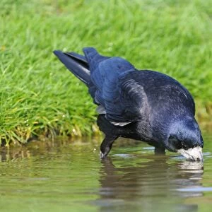 Rook (Corvus frugilegus) adult, drinking, Oxfordshire, England, april
