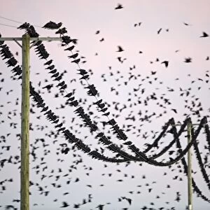 Rook (Corvus frugilegus) flock, in flight and perched on overhead wires, pre-roost gathering at dusk, Buckenham, Yare Valley, The Broads, Norfolk, England, november