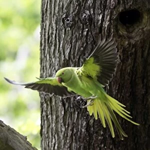Rose-ringed Parakeet (Psittacula krameri) introduced species, adult female, in flight, leaving nesthole in tree trunk