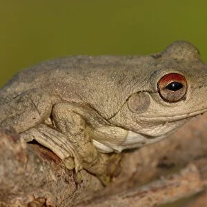 Roths Frog (Litoria rothii) adult, sitting on branch, Western Australia, Australia