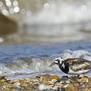 Sandpipers Photographic Print Collection: Ruddy Turnstone