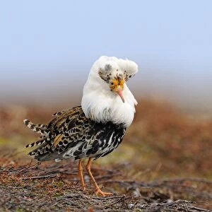 Ruff (Philomachus pugnax) adult male, breeding plumage, standing at lek, Varanger, Norway, may