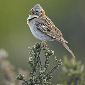 Rufous-collared Sparrow (Zonotrichia capensis) adult, singing, perched on bush, Torres del Paine N. P