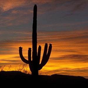 Sagauro Cactus (Carnegiea gigantea) At sunrise / Arizona