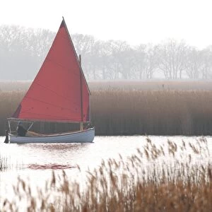 Sailing boat on open water beside reedbed, Hickling Broad, River Thurne, The Broads N. P. Norfolk, England, march