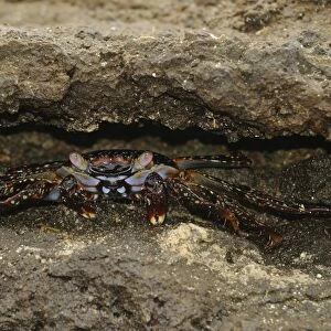 Sally Lightfoot Crab (Grapsus grapsus) juvenile, hiding in rock crevice, Galapagos Islands