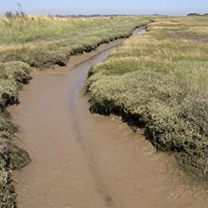 salt marsh drainage channel on Havergate Island, Suffolk