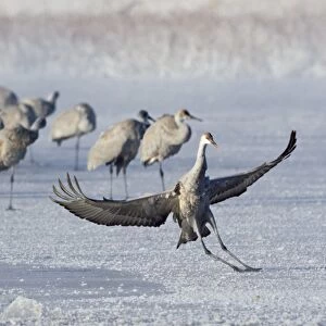Sandhill Crane (Grus canadensis) juvenile, landing and sliding on frozen lake, with flock in background, Bosque del Apache National Wildlife Refuge, New Mexico, U. S. A. december