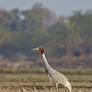 Sarus Crane (Grus antigone) adult, standing in field, Rajasthan, India, january