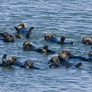 Sea Otter (Enhydra lutris) group, resting at surface of sea, Pacific Ocean, Southern California, U. S. A. november