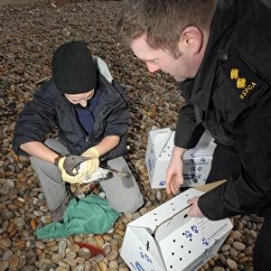 Seabird rescue, contaminated Common Guillemot (Uria aalge) being collected by RSPCA officer on beach