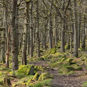 Sessile Oak (Quercus petraea) ancient woodland habitat with pathway, Padley Gorge, Dark Peak, Peak District N. P