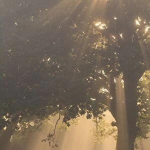 Sessile Oak (Quercus petraea) habit, growing beside gate on farm, backlit in fog with sunbeams, Powys, Wales, October