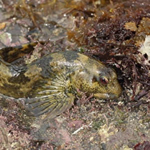 Shanny (Lipophrys pholis) adult, guarding eggs under rock exposed at low tide, Kimmeridge Bay, Isle of Purbeck, Dorset