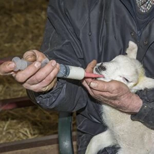 Sheep farming, farmer tubing lamb, method of feeding lamb unable to suck, Preston, Lancashire, England, April