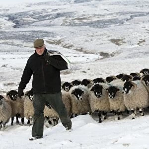Sheep farming, shepherd with feed bag leading Dalesbred flock across snow covered moorland, North Yorkshire, England