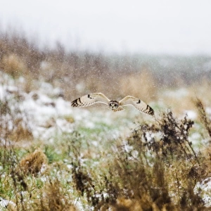 Short-eared Owl (Asio flammeus) adult, in flight, hunting in snowfall, Norfolk, England, winter
