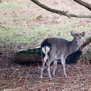 Sika Deer (Cervus nippon) introduced species, doe, standing beside fallen branches, Knole Park, Kent, England, february