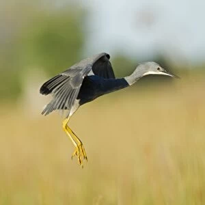 Slaty Egret (Egretta vinaceigula) adult, in flight, landing in wetland, Okavango Delta, Botswana