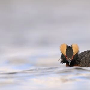 Slavonian Grebe (Podiceps auritus) adult, breeding plumage, with crests raised on water, Iceland, June