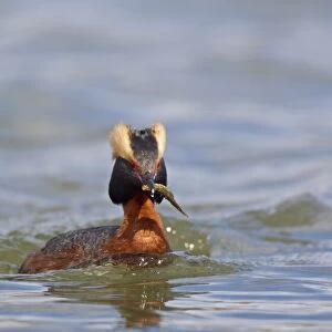 Slavonian Grebe (Podiceps auritus) adult female, breeding plumage, with stickleback prey in beak, swimming on lake