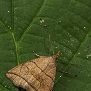 Small Fan-foot (Herminia grisealis) adult, resting on leaf, Norfolk, England, June