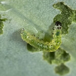 small white butterfly, Pieris rapae, neonate caterpillar feeding on a cabbage leaf