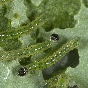small white butterfly, Pieris rapae, neonate caterpillars feeding on a cabbage leaf