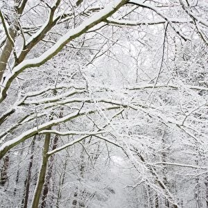 Snow covered deciduous woodland habitat, Brentwood, Essex, England, february