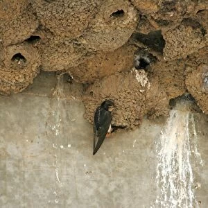 South African Cliff Swallow (Petrochelidon spilodera) adult, at mud nest in nesting colony under bridge, South Africa