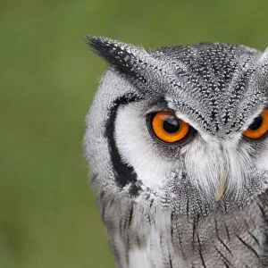 Southern White-faced Owl (Ptilopsis granti) adult, close-up of head (captive)