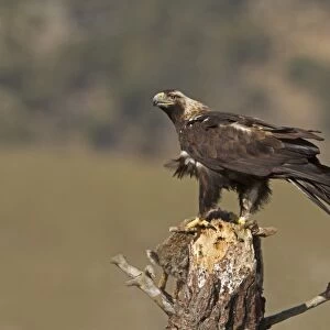Spanish Imperial Eagle (Aquila adalberti) adult, with rabbit prey on snag, Castilla y Leon, Spain, February